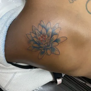 Water lily dark skin