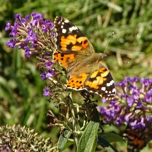 a butterfly on a flower