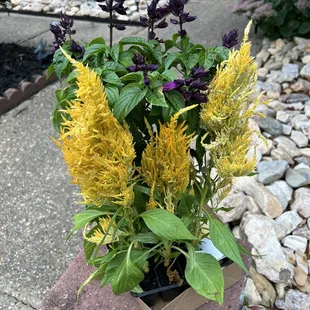 Super cheap. Celosia is a bit past it's prime, but will match my others, and it was just $2.49.