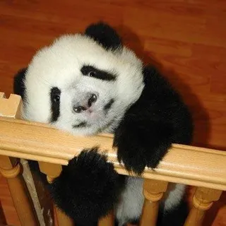 Baby Panda F.
