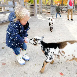 Feeding the baby goats