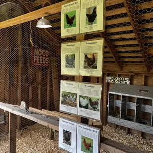 What are chickens good for?