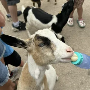 You can feed the goats