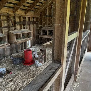 Chicken Coup