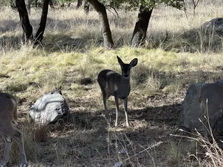 Bog Springs Campground