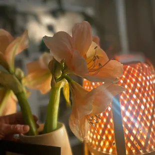 a close up of a flower in a vase