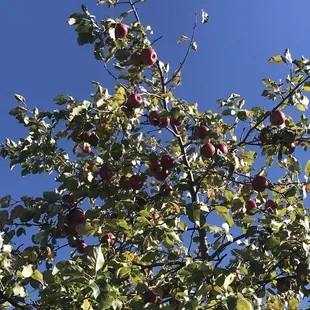 a tree full of apples