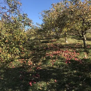 a field full of apples