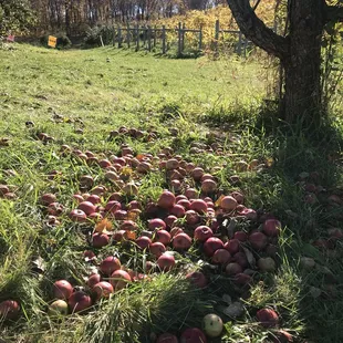 a field full of apples
