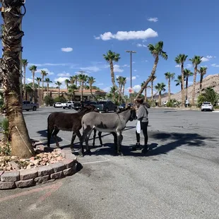 Burros in the parking lot!