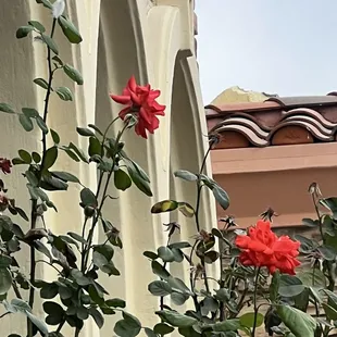 beautiful roses at the entrance