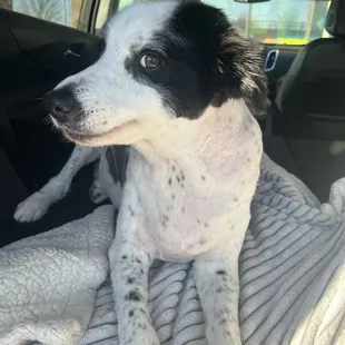 Suzy girl after shaving out the matting  in her fur