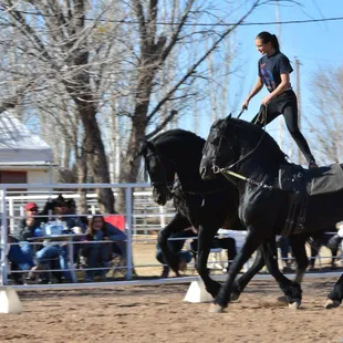 Friesians from Gala of The Royal Horses