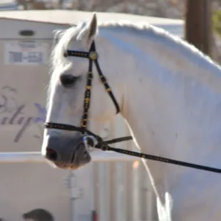 Debacs Equestrian home for the Lipizzaners of Gala of The Royal Horses