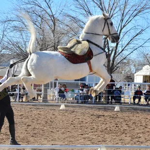 Thanks Gala of Royal Horses for making DEBACS EQUESTRIAN CENTER your home in El Paso, TX.