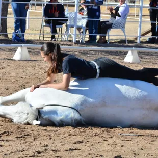 Lipizzaner from Gala of The Royal Horses
