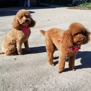 Just got back from their hair appt at Debbie's pet salon. Summer hair style