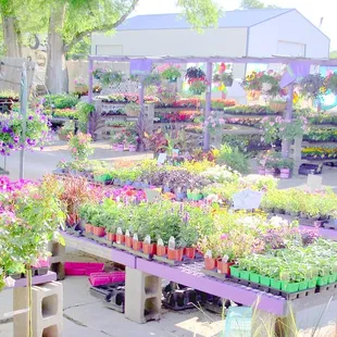 a variety of plants
