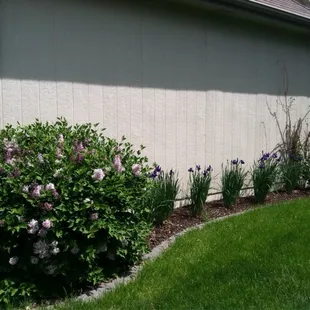 New sod along the the purple lavender lilacs improved the area