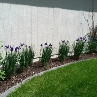 The iris bloomed their first year.