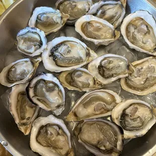 Kusshi Oysters