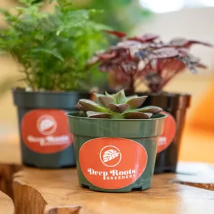 Various 4" plants. Photo credit: Dee Macaraeg Photography.