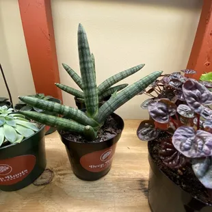 I thought this was a succulent, but it's a spider plant! Ripple red peperomia to the right, succulent to the left.