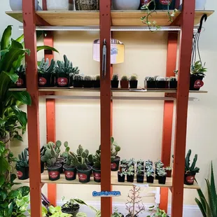 Cacti, succulents, Castaways