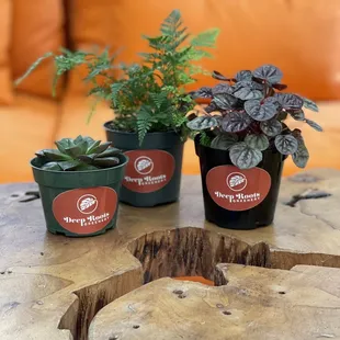 #Yelp757Deal - $7.57 for choice of 4 inch succulent/fern/ripple red peperomia (Nov 29-Dec12/21)