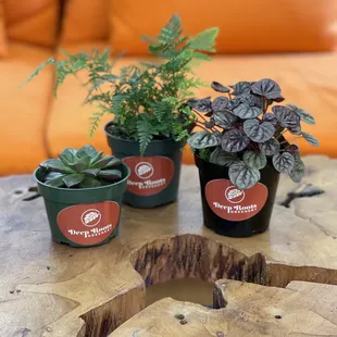#Yelp757Deal - $7.57 for choice of 4 inch succulent/fern/ripple red peperomia (Nov 29-Dec12/21)