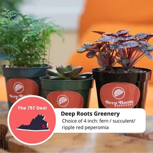 Deep Roots Greenery is participating in #Yelp757Deal. Simply check in to get this offer for only $7.57. Valid Nov 29-Dec12, 2021.