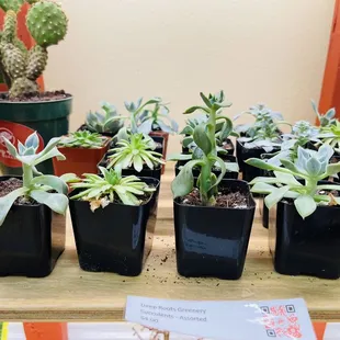 Succulents