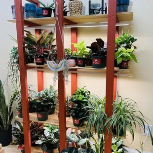 Love that rainbow planter