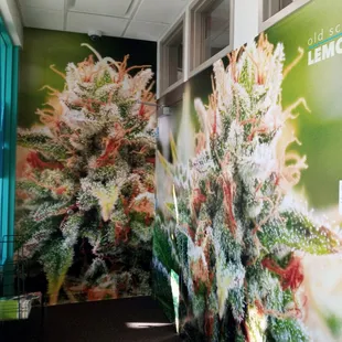 A lobby that drips with trichomes.
