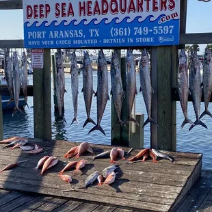 Complete catch for the ship, including those caught by crew, wife &amp; buddies.