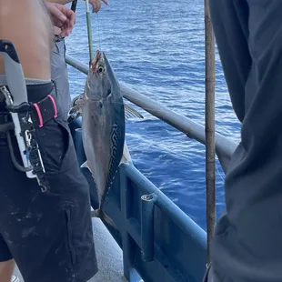 Bonita fish