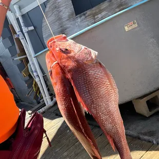 My fish for the day.