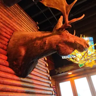 a moose head mounted on a wall