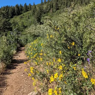 Meadowlark Plymouth Creek and Plymouth Mountain Trail Loop | Instagram: @telephonesmoothie