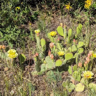 Meadowlark Plymouth Creek and Plymouth Mountain Trail Loop | Instagram: @telephonesmoothie
