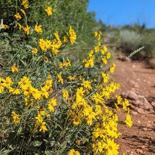 Meadowlark Plymouth Creek and Plymouth Mountain Trail Loop | Instagram: @telephonesmoothie