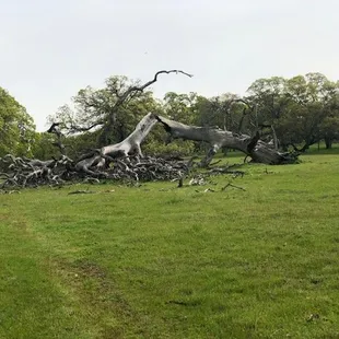 Lots of old downed trees