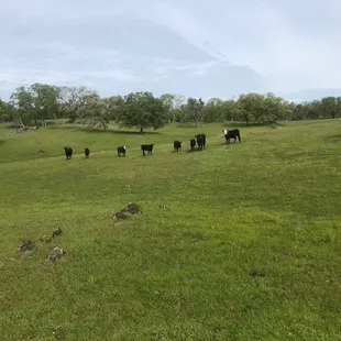 Cows grazing.