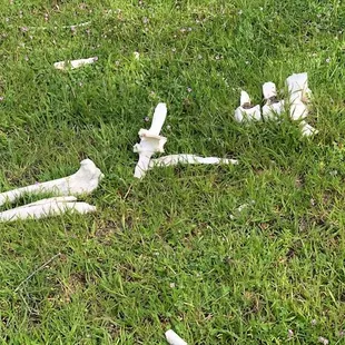 Cow bones