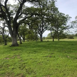 Beautiful oak groves