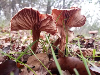 Humbug Willow Creek Trail