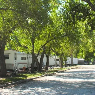 The tree canopy coming down the main drive.