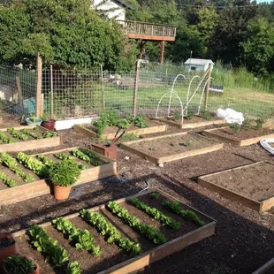 Some of their gardens.