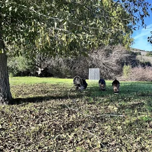 Turkeys!