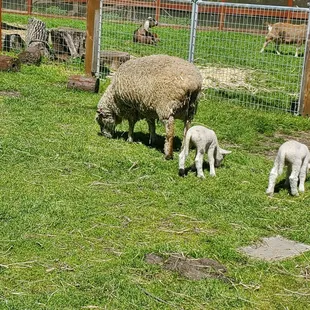 Sheep (and baby sheep)